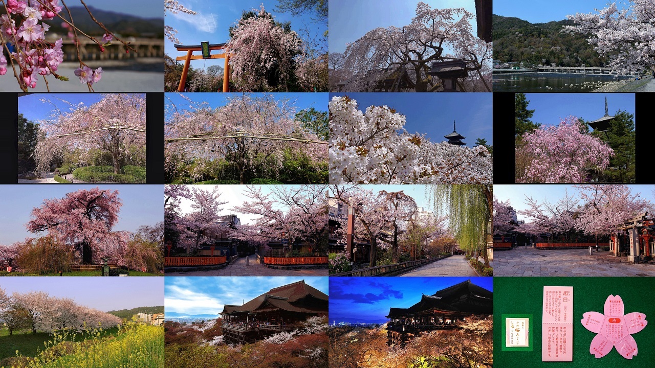 京都のインスタ映えする人気の桜の名所おすすめ7選+御朱印