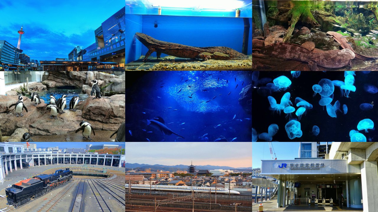 オオサンショウウオも展示～ほっこり癒し空間 京都水族館＆京都鉄道博物館も！